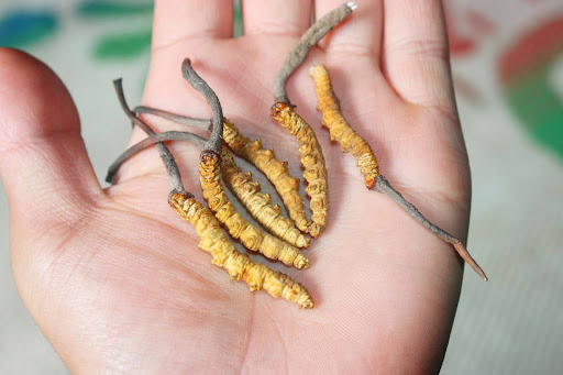 Cordyceps labelled as A++, A+, B, C And D